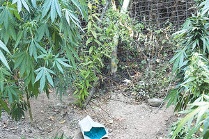 ΧΑΣΙΣΟΦΥΤΕΙΑ