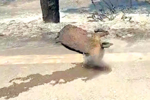 Θλίψη για τα νεκρά ελάφια