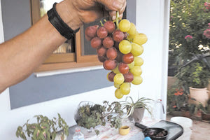 Μπροστά σε ένα πρωτότυπο θέαμα βρέθηκε ο Νίκος Καλονάκης πηγαίνοντας να μαζέψει τα σταφύλια από το αμπέλι του στον Προφήτη Ηλία.