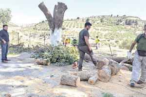 Σε εξέλιξη κλαδοκοπές σε όλη την περιφερειακή ενότητα Ηρακλείου.