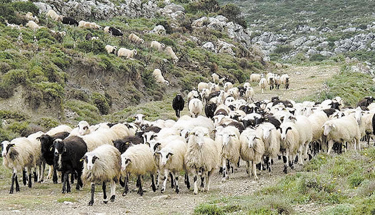 ΖΩΟΚΛΟΠΗ