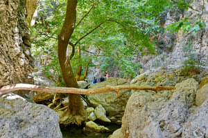 Εξόρμηση στο φαράγγι του Πατσού