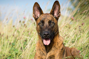 Σκύλος Λιμενικού