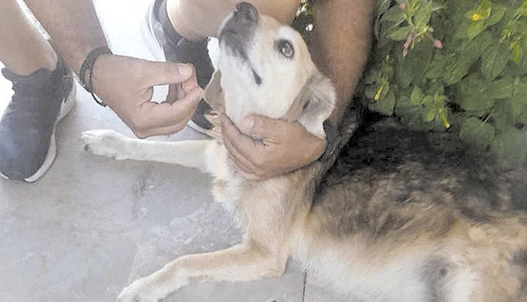 Η Θύρα 4 φρόντισε 60 αδέσποτα ζώα