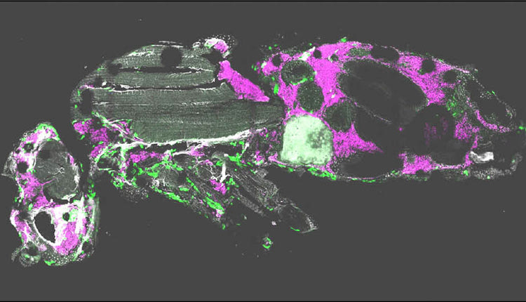 (Αριστερά) Εικόνα που απεικονίζει τομή μιας μύγας –ξενιστή η οποία φέρει νευρικό όγκο. Λίγα καρκινικά κύτταρα εγκεφάλου ενέθηκαν στην κοιλιά της μύγας. Δεκατέσσερις μέρες αργότερα έχουν επεκταθεί σε όλο της το σώμα, φτάνοντας μέχρι και το κεφάλι. Τα μακροφάγα  και τα καρκινικά κύτταρα συχνά γειτνιάζουν και αλληλοεπιδρούν. (Δεξιά)  Μακροφάγα καταβροχθίζουν και αποικοδομούν καρκινικά νευρικά κύτταρα.   