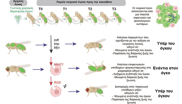 (Αριστερά) Εικόνα που απεικονίζει τομή μιας μύγας –ξενιστή η οποία φέρει νευρικό όγκο. Λίγα καρκινικά κύτταρα εγκεφάλου ενέθηκαν στην κοιλιά της μύγας. Δεκατέσσερις μέρες αργότερα έχουν επεκταθεί σε όλο της το σώμα, φτάνοντας μέχρι και το κεφάλι. Τα μακροφάγα  και τα καρκινικά κύτταρα συχνά γειτνιάζουν και αλληλοεπιδρούν. 
(Δεξιά)  Μακροφάγα καταβροχθίζουν και αποικοδομούν καρκινικά νευρικά κύτταρα.   