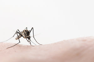 Ιός Δυτικού Νείλου: Στο νοσοκομείο ηλικιωμένη μετά από τσίμπημα κουνουπιού – Τι της είπε ο Τσιόδρας