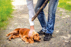 Εκατοντάδες καταγγελίες για κακοποίηση ζώων