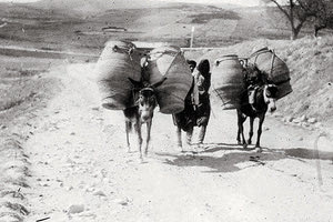 ΦΩΤΟΗΜΕΡΑΣ: Αρχές 1900. Πιθάρια μεταφέρονται από την Κνωσό στο Ηράκλειο. Πηγή Oxford University.