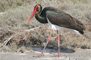 Τα μεταναστευτικά πουλιά έρχονται με... νόσους