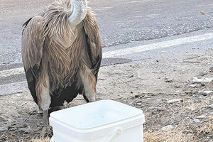 Έσωσαν τον γυπαετό