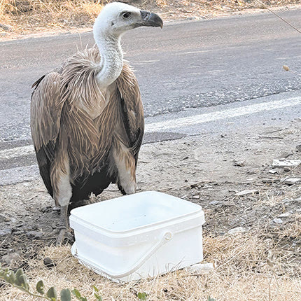 Έσωσαν τον γυπαετό