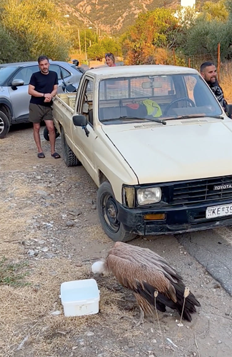 Έσωσαν τον γυπαετό