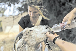 Συγκινούν εθελοντές και ζωόφιλοι στις πυρκαγιές