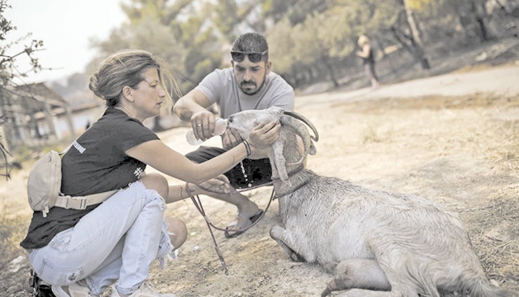 Συγκινούν  εθελοντές και ζωόφιλοι στις πυρκαγιές