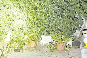 Τα δενδρύλλια είχαν ύψος μέχρι τέσσερα μέτρα