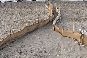 Προσοχή τα χελωνάκια