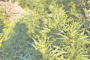 Τρεις συλλήψεις για τη φυτεία στις Σίσες