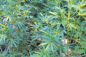 29χρονος κτηνοτρόφος: «Ποια χασισισοφυτεία; Τις αίγες μου έψαχνα…»