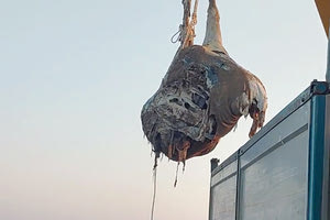 Ανέσυραν την αγελάδα