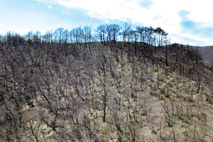 Αποκαρδιωτικά τα στοιχεία για τις φωτιές στη χώρα