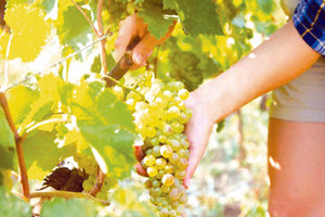 Τεράστια προβλήματα στην παραγωγή οινοστάφυλων