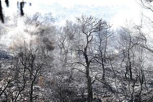 1,7 εκατ. στρέμματα δάσους κάηκαν το 2023