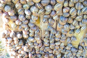 25 κιλά σαλιγκάρια στην κατοχή ανήλικου Βούλγαρου