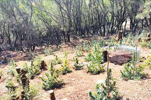 Η ΕΛ.ΑΣ. ταυτοποίησε ιδιοκτήτη χασισοφυτείας στην Ίμπρο Σφακίων