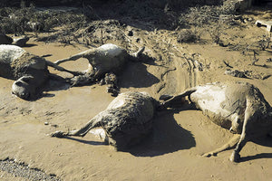 Πάνω από 100 χιλιάδες ζώα έχουν χαθεί