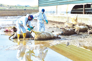 υγειονομικη βομα στον καμπο