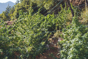 Περισσότερα από 1.000 δενδρύλλια κάνναβης βρέθηκαν στα Χανιά