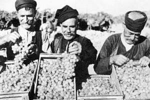 ΦΩΤΟΗΜΕΡΑΣ: ΣΥΓΚΟΜΙΔΗ ΣΤΑΦΥΛΙΩΝ πριν μερικές δεκαετίες στο Ηράκλειο. Δείτε τα... κασάκια