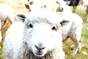 Το είδαμε κι αυτό! Ένα κοπάδι από πρόβατα μπήκε σε θερμοκήπιο έξω από τον Αλμυρό Βόλου στη Μαγνησία και έφαγε μεγάλη ποσότητα φαρμακευτικής κάνναβης, η οποία ξεπερνά τα 100 κιλά.