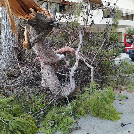 ΔΕΝΤΡΑ: Ανοίγει ξανά το θέμα της κοπής 