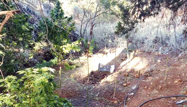 Βρήκαν μικρή φυτεία και το αποξηραντήριο με 10 κιλά χασίς