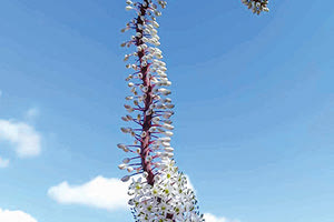 Δεν πιστεύω στα μερομήνια αλλά οι παλιοί λέγανε ότι αν δεις και άνθισε η ασφεντιλιά θα' χει βαρυχειμωνιά!