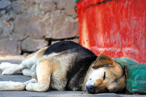 ΑΔΕΣΠΟΤΑ ΚΑΙ ΕΚΛΟΓΕΣ: Οι φιλόζωοι ζητούν να μάθουν τις θέσεις των επικεφαλής