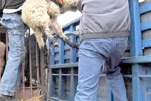 Τεχνολογία και ιχνηλάτηση «παγίδευσαν» τους ζωοκλέφτες