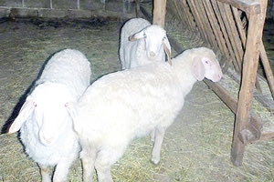 Ελεύθεροι με όρους οι τρεις ζωοκλέφτες