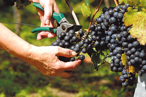 Ακόμα και στο… 120% φθάνουν οι μειώσεις στις αμπελοκαλλιέργειες