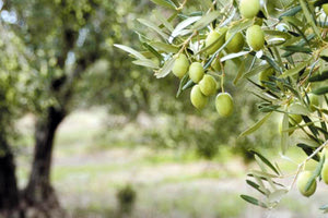 Πολύ μεγάλα προβλήματα στην ελαιοπαραγωγή στην Κρήτη