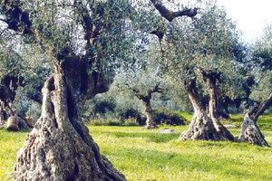 Τεράστια τα προβλήματα στην αγροτική παραγωγή των ελαιοδέντρων