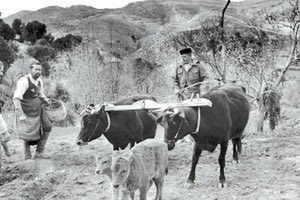ΦΩΤΟΗΜΕΡΑΣ: Όργωμα χωραφιού κάπου στην Κρήτη τη δεκαετία του ‘50.