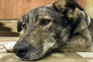 Θησαυρίζουν οι εταιρείες με σκύλους που εντοπίζουν κοριούς