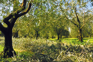 ΛΑΔΙ ΕΛΑΙΟΛΑΔΟ ΠΑΡΑΓΩΓΗ