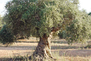 Χάνονται οι ελαιώνες…