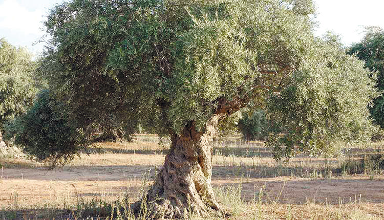 Χάνονται οι ελαιώνες…