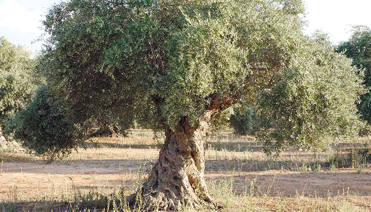 Χάνονται οι ελαιώνες…