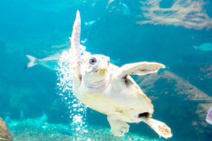 Το πρώτο κέντρο για την ευζωία των θαλάσσιων ζώων στην Ευρωπαϊκή Ένωση δημιουργείται στο Ηράκλειο